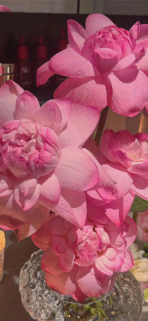 手机壁纸##无水印壁纸