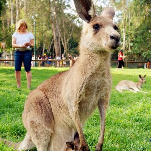 [可伦宾野生动物园-门票]澳大利亚黄金海岸 可伦宾动物园