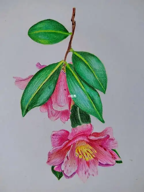 彩铅画(临摹图片来自小红书)
