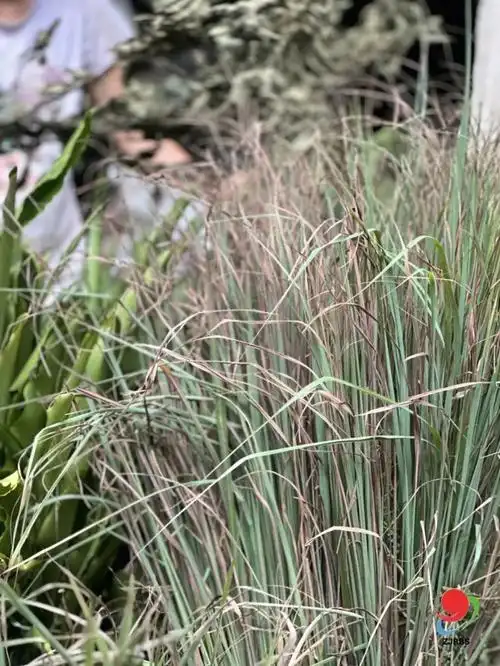 清蒸鱼类肉质鲜甜美味上面依次撒葱花,姜丝并淋上适量的酱油,浇热油