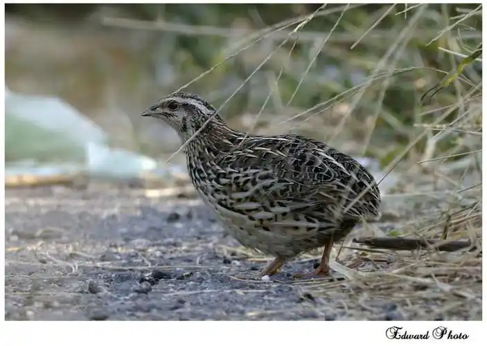 (*o*)japanese quail 鹌鹑(*o*) - 雀鸟专区 - dchome.net 数码天地论