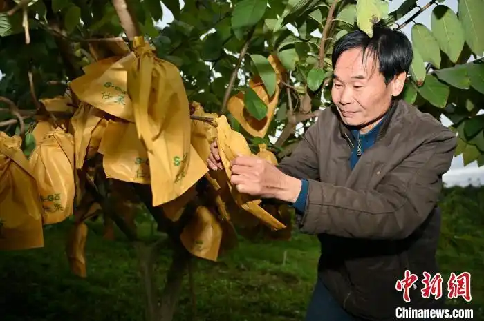 在邕台商黄源荣从指点姜山到种下摇钱树