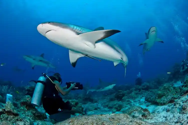 水肺潜水最重要的规则