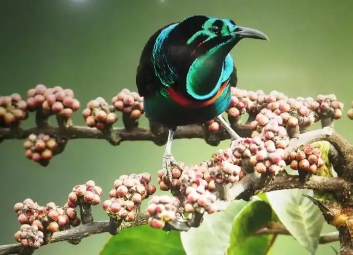 物种图册光彩长尾风鸟