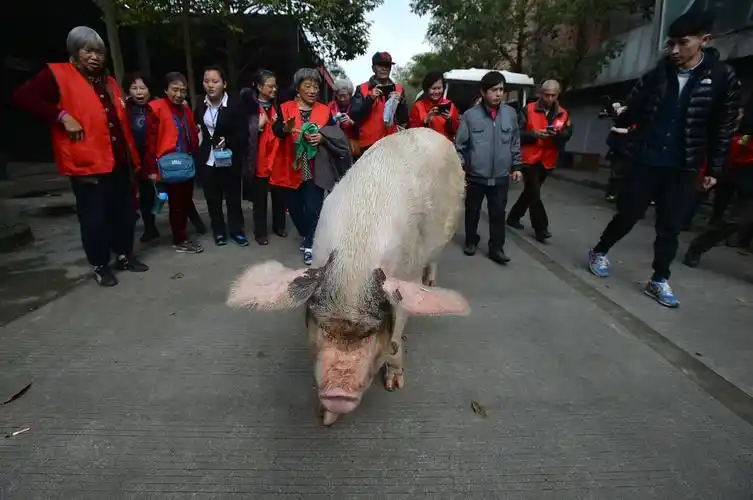 你还记得汶川地震时的"猪坚强"吗?猪坚强因年老衰竭往生了!