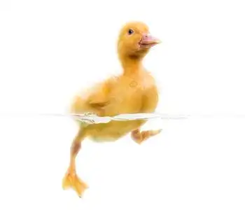 小鸭群与母亲在池塘中游泳的选择性聚焦可爱的小鸭子游泳善良的鸭子和