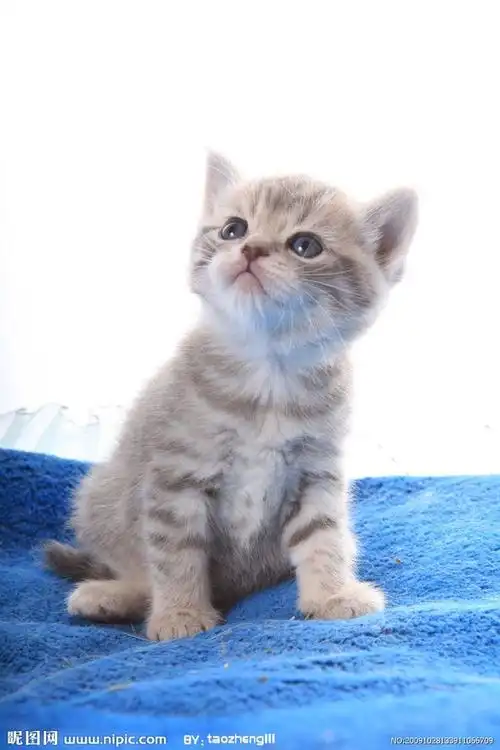 可爱猫咪