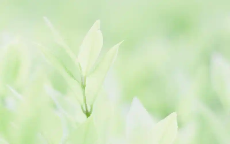 分享一组1920x1200的绿色小清新唯美图片电脑桌面壁纸~~绿色小清新的