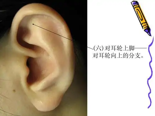 (六)对耳轮上脚—— 对耳轮向上的分支.