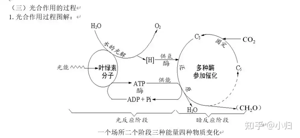 高中生物光合作用精讲·1 看这一份就够了!