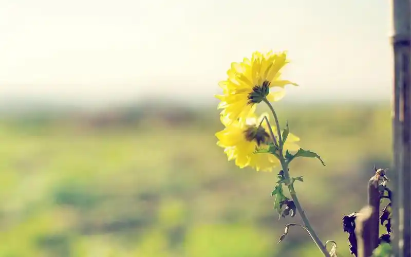 唯美小清新花卉高清壁纸