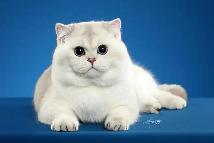 英国短毛猫