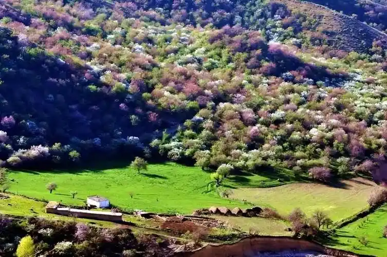 新疆霍城大西沟,美得感天动地!_伊犁_樱桃_野果