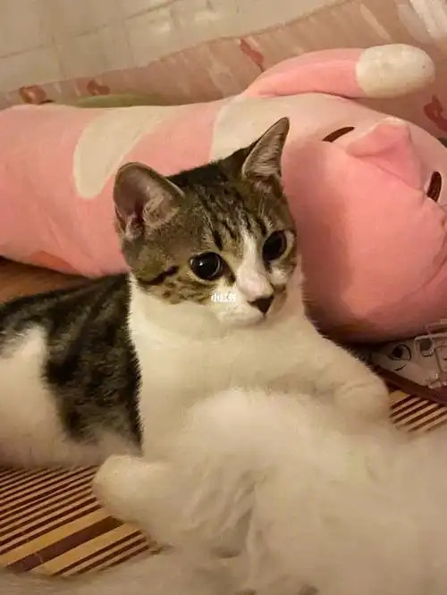 英短田园串大家看看是偏向英短还是田园