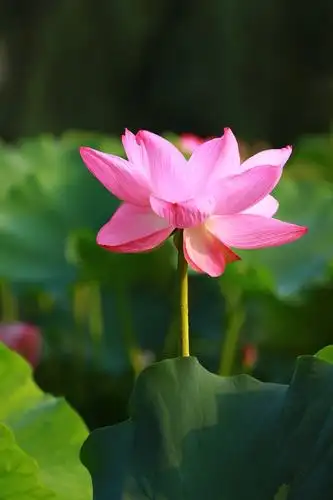 这是荷花的真实写照!