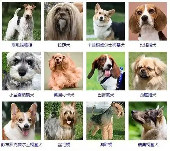 一篇文章让你了解狗的所有种类