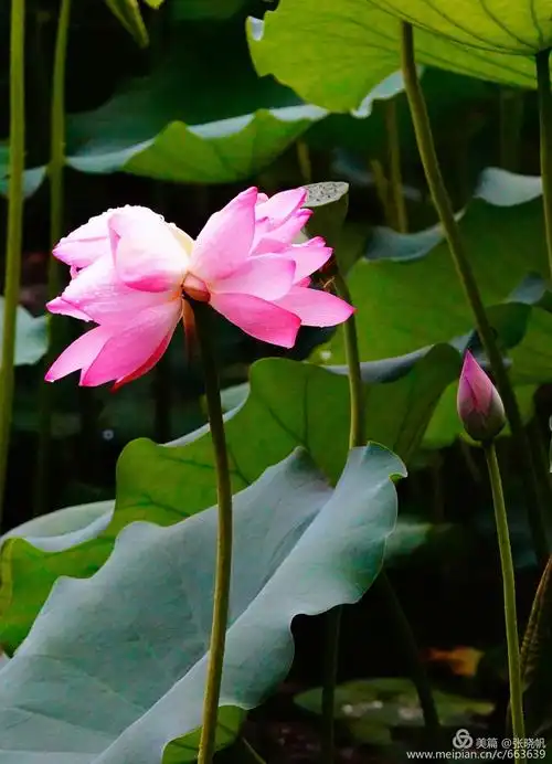 荷花绽放,罕见两对并蒂莲,沁人心扉的美丽