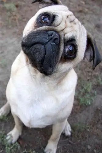 壁纸 锁屏 主屏 小清新 可爱 卖萌 宠物 狗狗