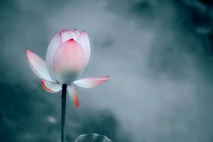 我是佛前一朵莲