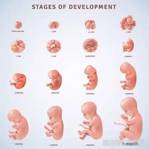 【爱科学】胎儿在母腹中的生活_胎盘_脐带_羊水