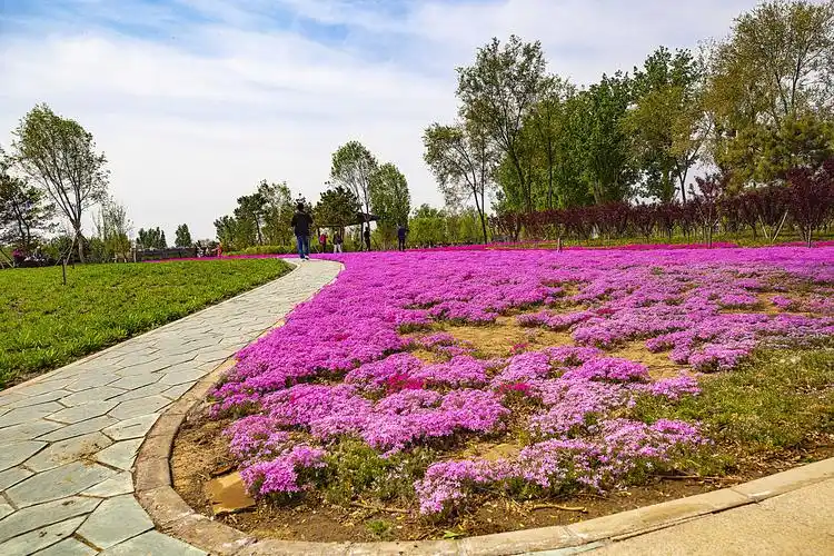 京城红色花海惹人醉