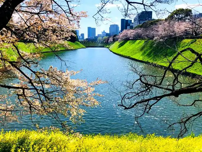 日本东京樱花季随拍