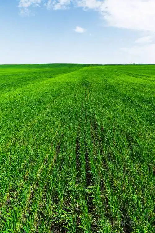 一片绿色的麦田在蓝天上乌云密布多汁彩色绿色