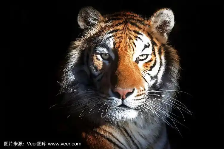 它最容易辨认的是它的深色垂直条纹.