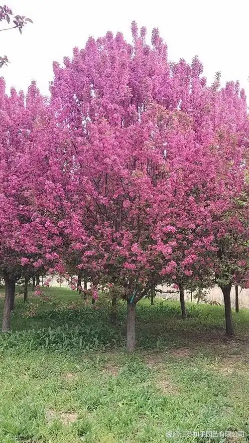 绚丽海棠的花期和果期有何具体不同