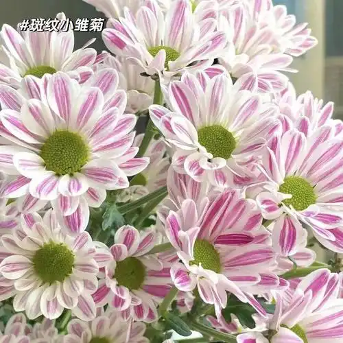 一看就是特别省心,又清新的品种,想要省心又持久的94,选小雏菊准没