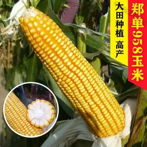 杂交玉米种子高产大田玉米种籽农业春季夏季种植饲料郑单958新三系郑