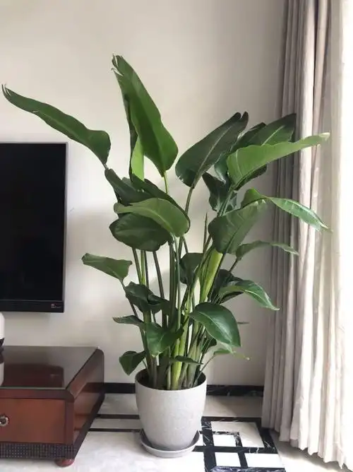 精选天堂鸟盆栽尼古拉鹤望兰花卉大型绿植客厅净化空气真绿植基地直发