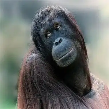 真实点的真人丑女头像图片高清 又丑又搞笑的网图真人头像_女生头像