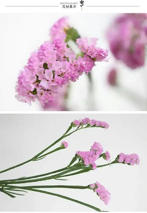 粉色勿忘我,代表永恒的记忆.