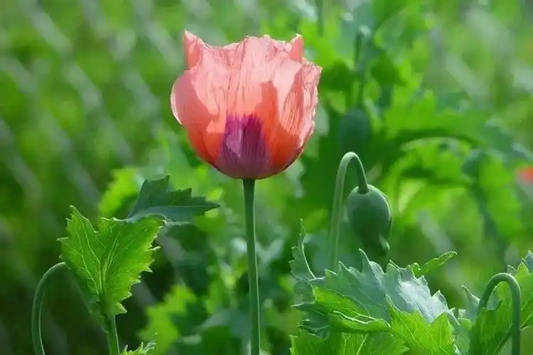 小知识5,非法种植罂粟或者其他毒品原植物,在收获前自动铲除的,可以