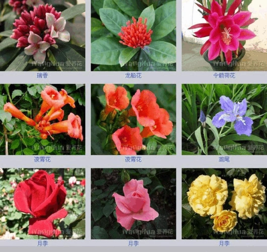 100种鲜花图片