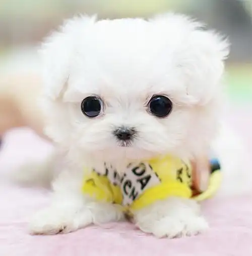 (转)超可爱,超萌的"茶杯狗狗"!