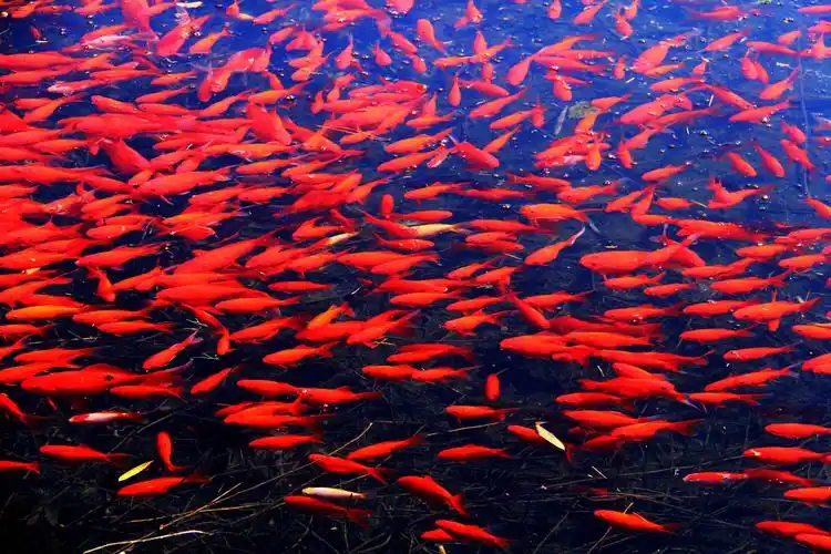 小码哥的相册 的喜欢