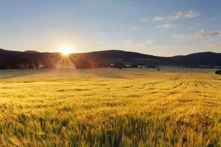 有太阳的麦田麦田.麦田上空有云的蓝天.金色的麦穗.