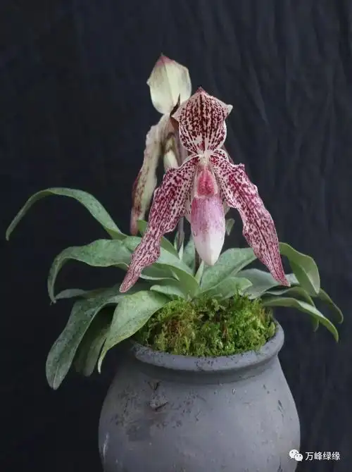 兜兰魅力促就贵州辉煌