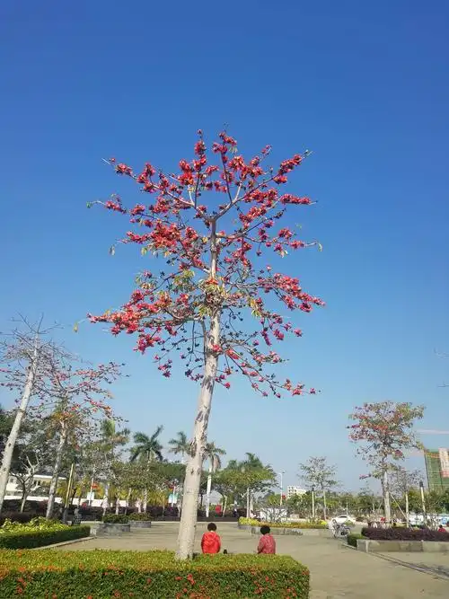 其它 木棉花 写美篇木棉树高大雄浑,坚毅挺拔.