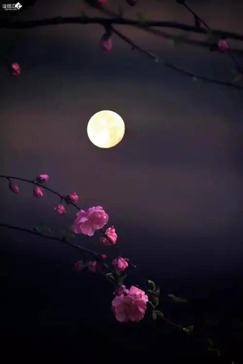 六首描写秋月的古诗词,每一首都绝美