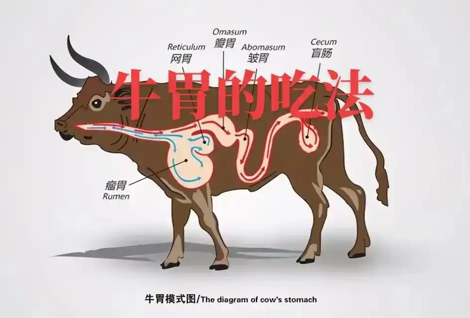 如何吃牛胃: 牛胃有四个,分别是瘤胃,网胃,瓣胃和皱胃.瘤胃 - 抖音