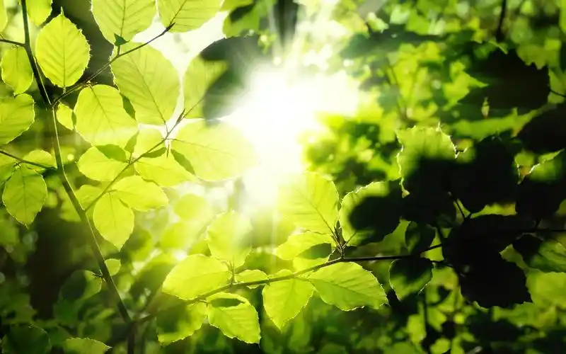 热带雨林清新绿色护眼风景电脑桌面壁纸高清大图预览1920x1080_风景