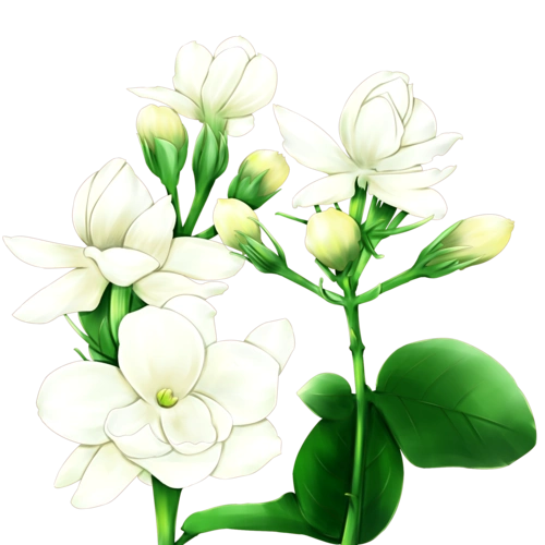 白色花朵手绘图片大全