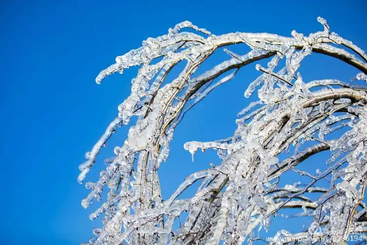 五彩杜鹃开满山的天马寨,今年冬季却是漫天飞雪,遍地冰花