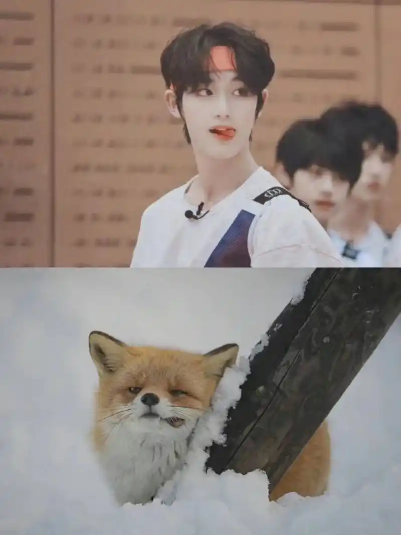 丁程鑫 不仅是小狐狸,还是丁猫猫02 - 抖音