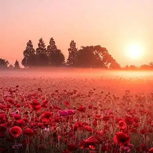 超漂亮的微信风景头像太美了请您选用