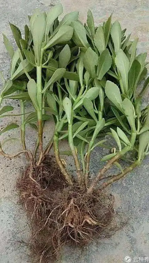 这个我们叫救命草,它的学名是什么?具体有哪些功效?