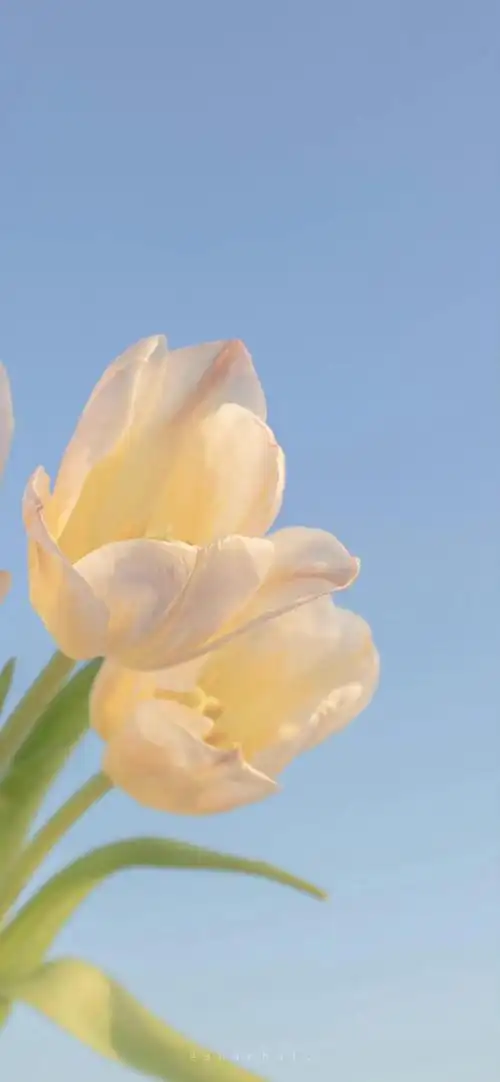 淡雅郁金香屏保壁纸